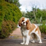 Cavalier King Charles Spaniel