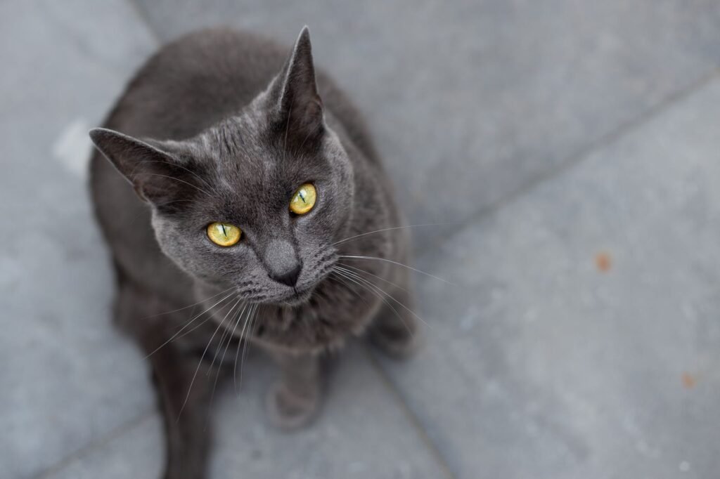 Chartreux