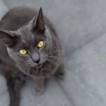 Chartreux