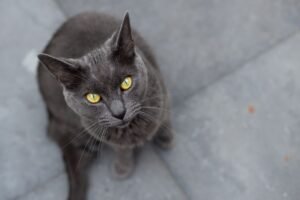 Chartreux