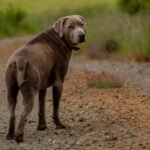 Chesapeake Bay Retriever
