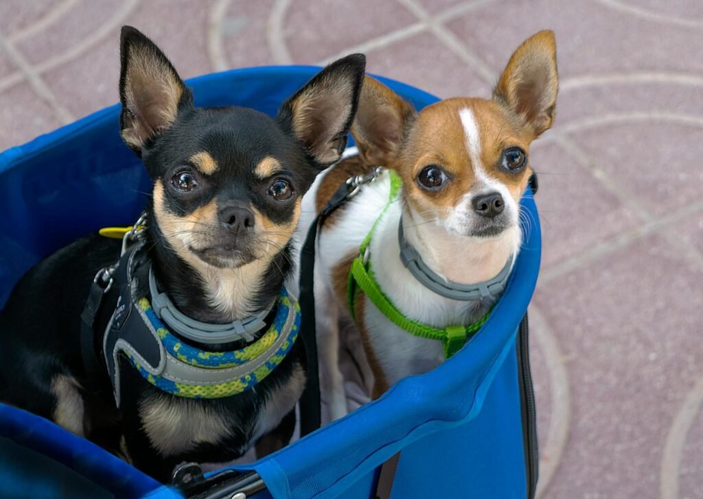 Chihuahua