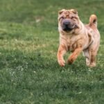 Chinese Shar-Pei