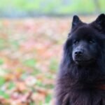 Chow Chow