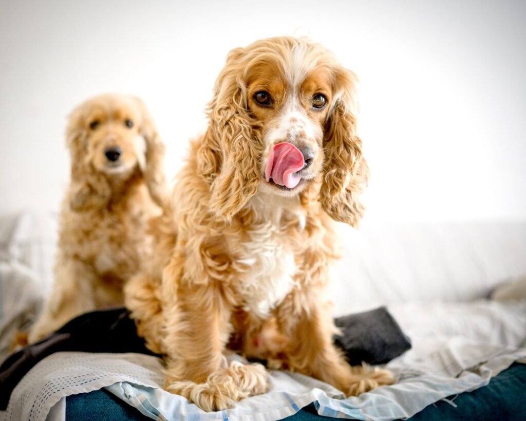 Clumber Spaniel