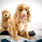 Clumber Spaniel