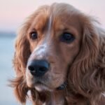 Cocker Spaniel