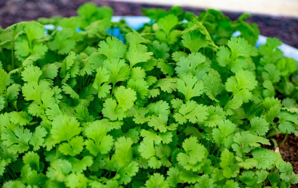 Coriander (Cilantro)