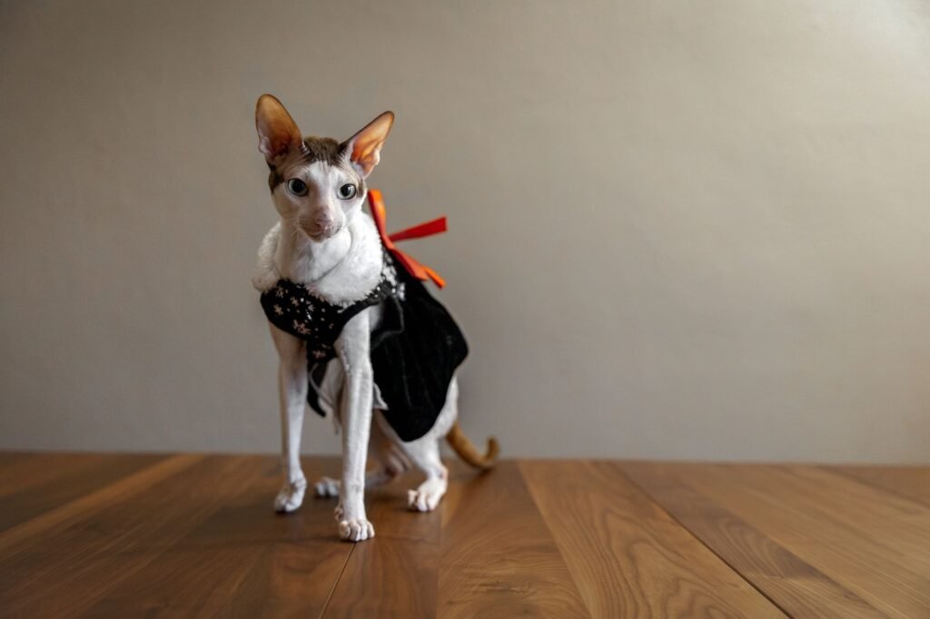 Cornish Rex