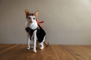 Cornish Rex