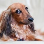 Dachshund
