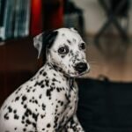 Dalmatian