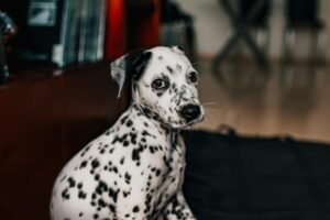 Dalmatian