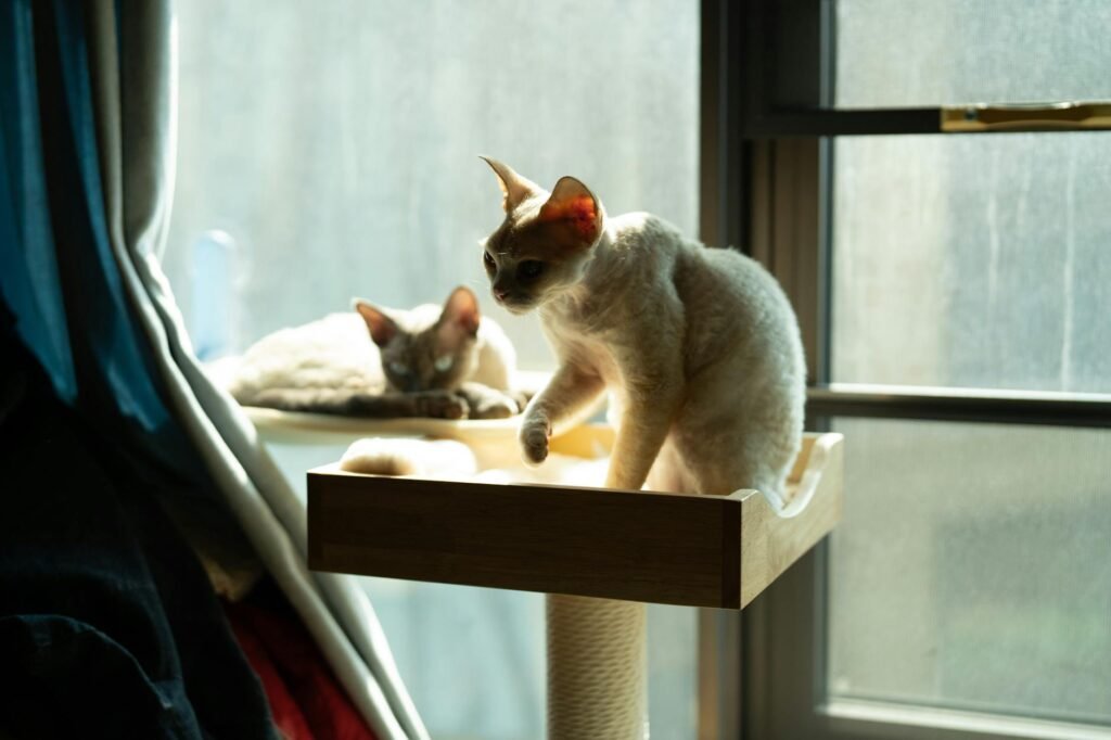 Devon Rex