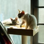 Devon Rex