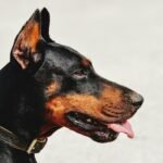Doberman Pinscher
