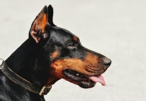 Doberman Pinscher