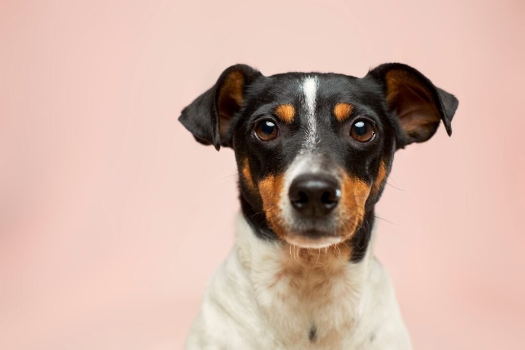 Dog supplies + care guides for Irish owners