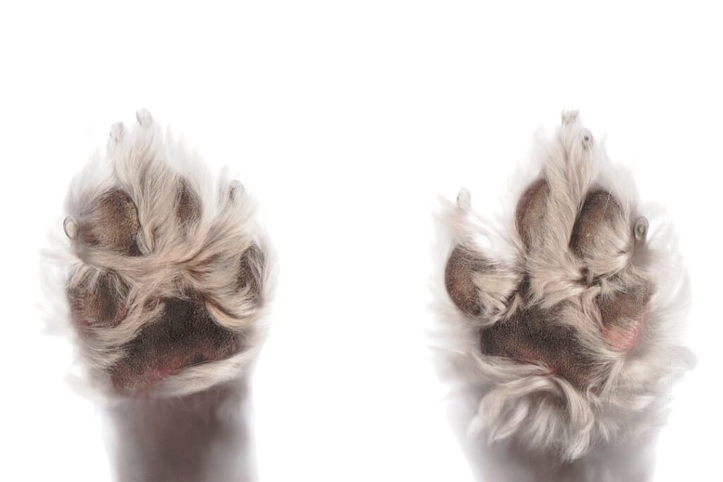 Dog boots & paw protection — when feet need help