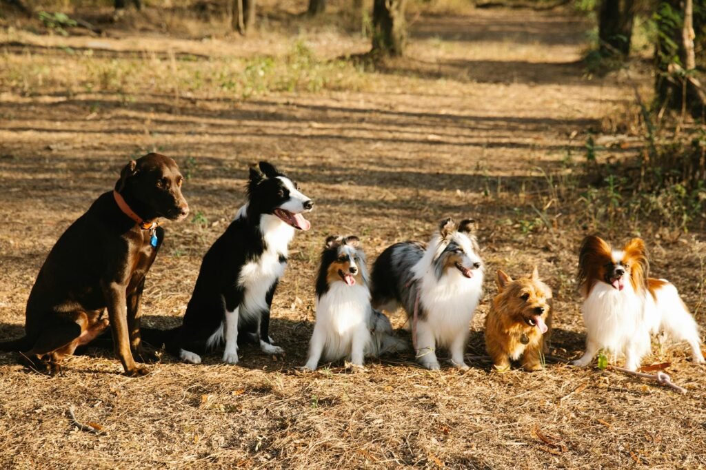 Dog Breed Match Quiz