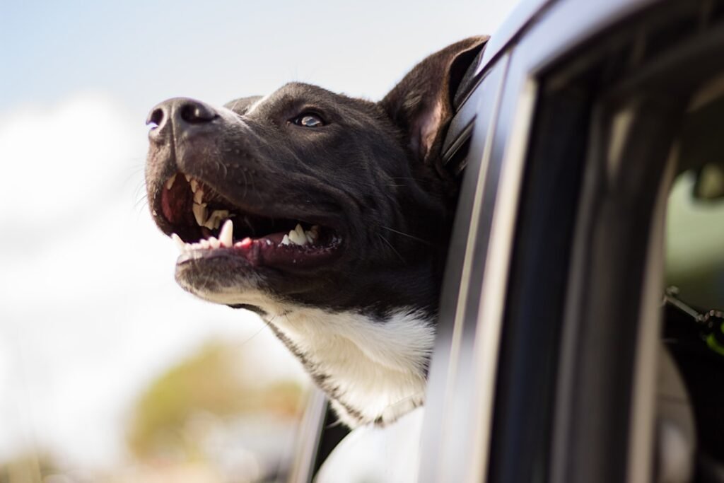 Dog car restraints โ crash-tested options + Irish law