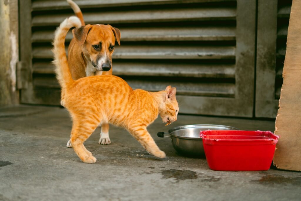 Dog & Cat Food Transition Schedule