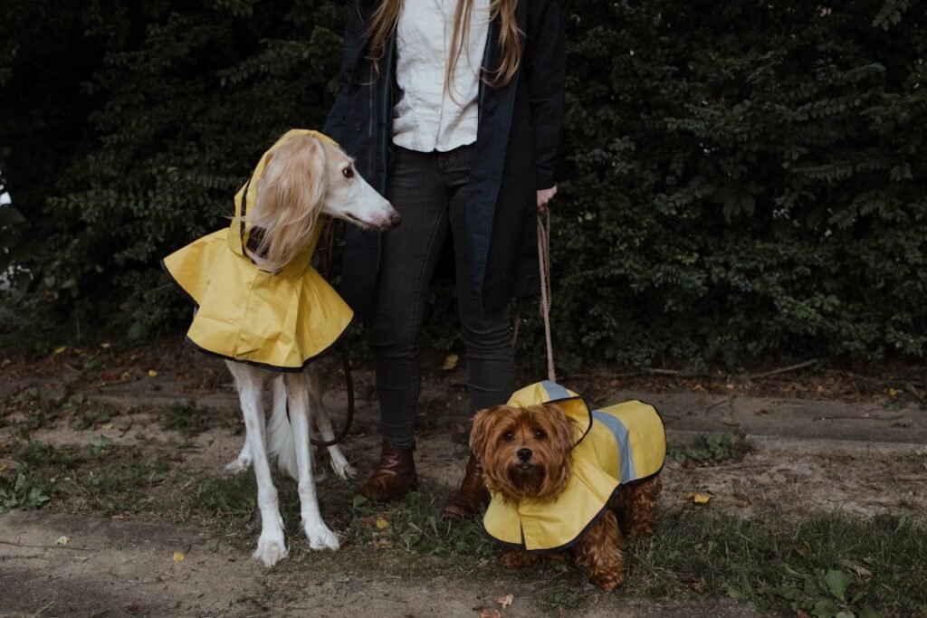 Dog coats — which dogs in Ireland actually need them