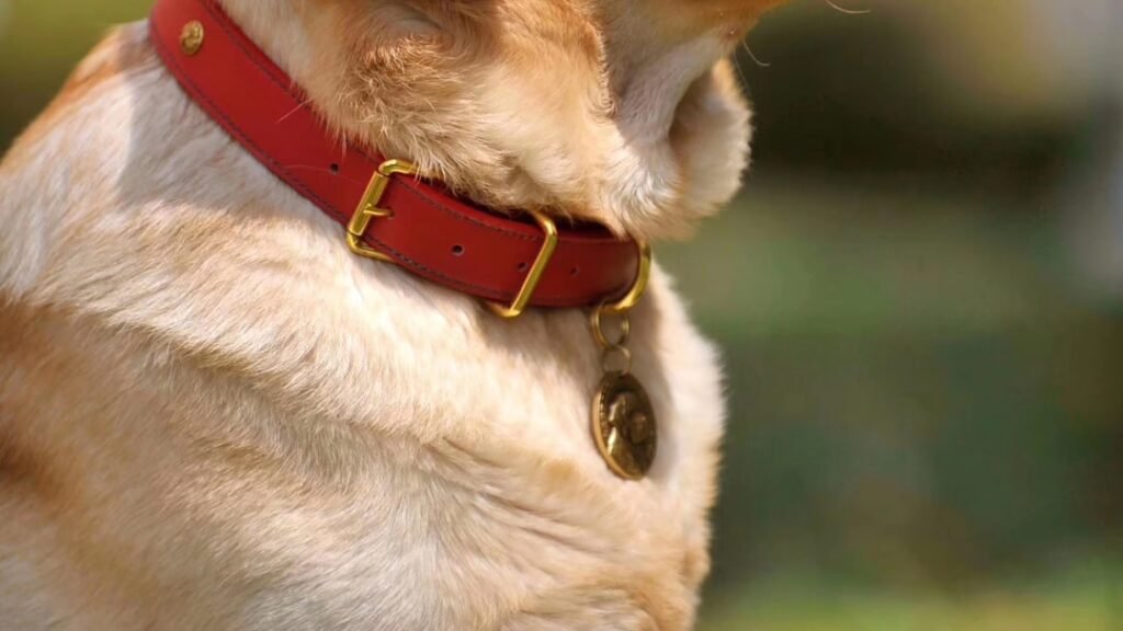 Dog collars & leashes — pick the right combo