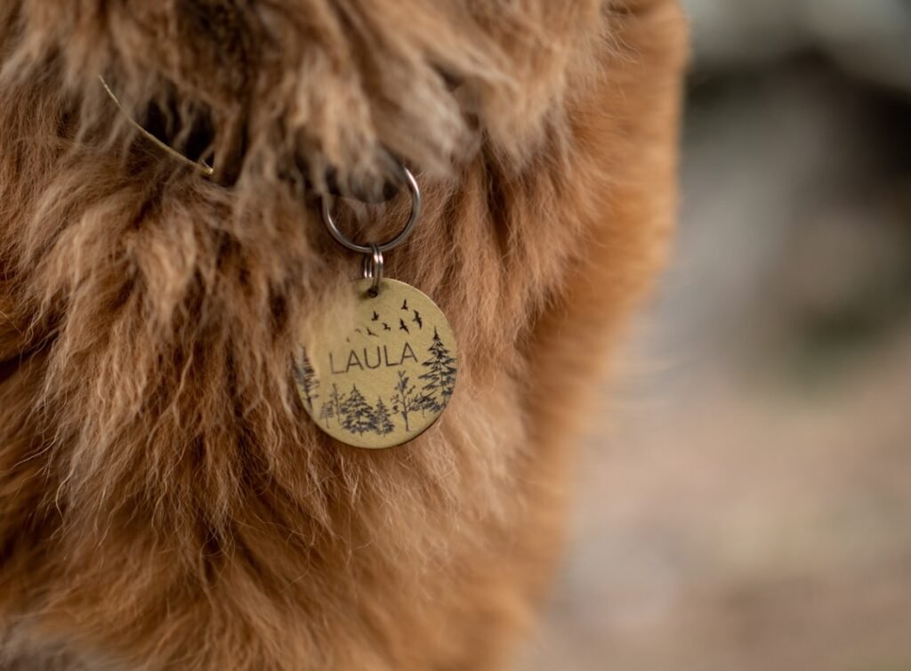 Dog ID tags & accessories — the law + the smart upgrades