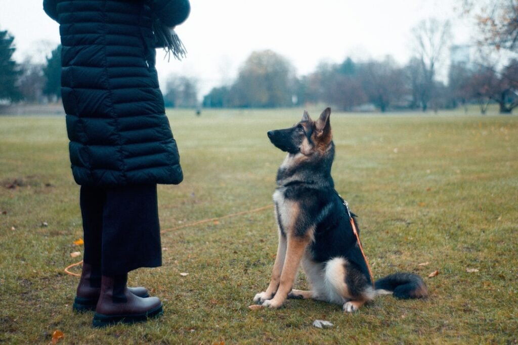 Dog training aids — the kit that actually works