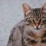 Egyptian Mau