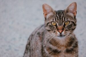 Egyptian Mau