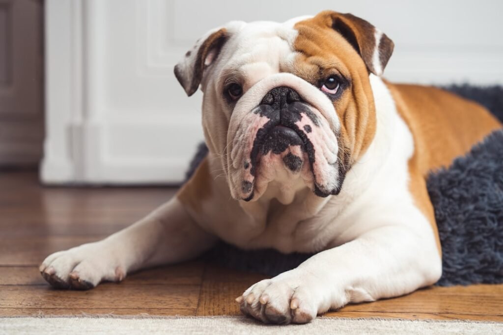 English Bulldog
