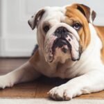 English Bulldog