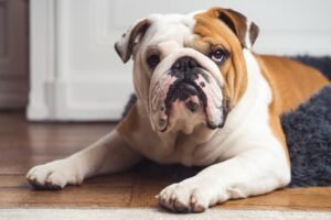 English Bulldog