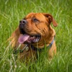 English Mastiff