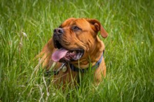 English Mastiff