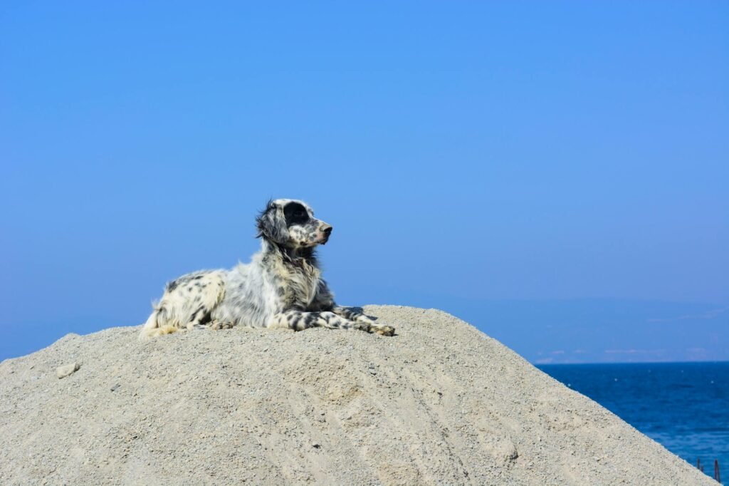 English Setter