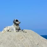 English Setter