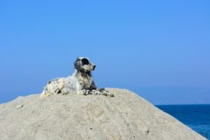 English Setter