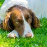 English Springer Spaniel