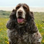 Field Spaniel