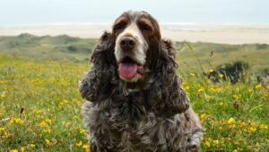 Field Spaniel