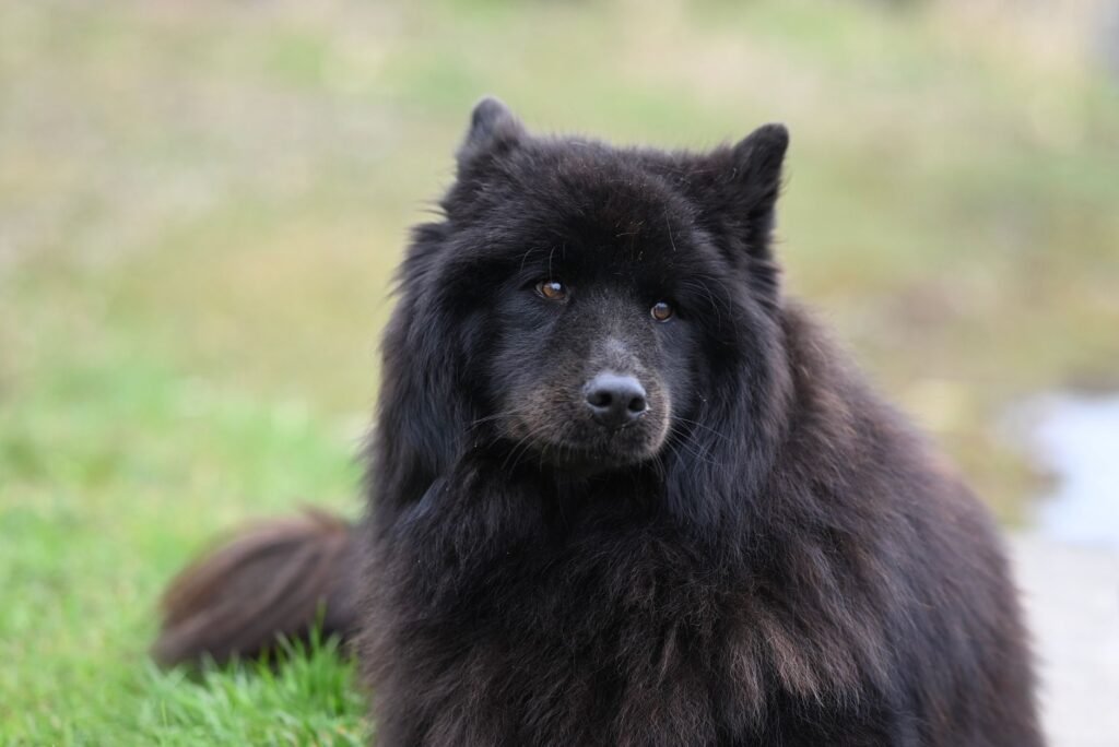 Finnish Spitz