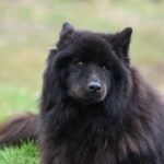 Finnish Spitz
