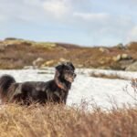 Flat-Coated Retriever