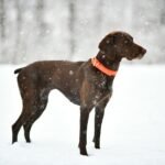 German Shorthaired Pointer