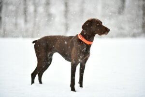 German Shorthaired Pointer