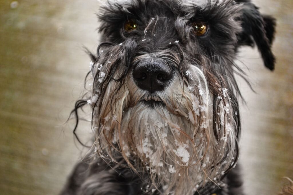 Giant Schnauzer