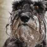 Giant Schnauzer